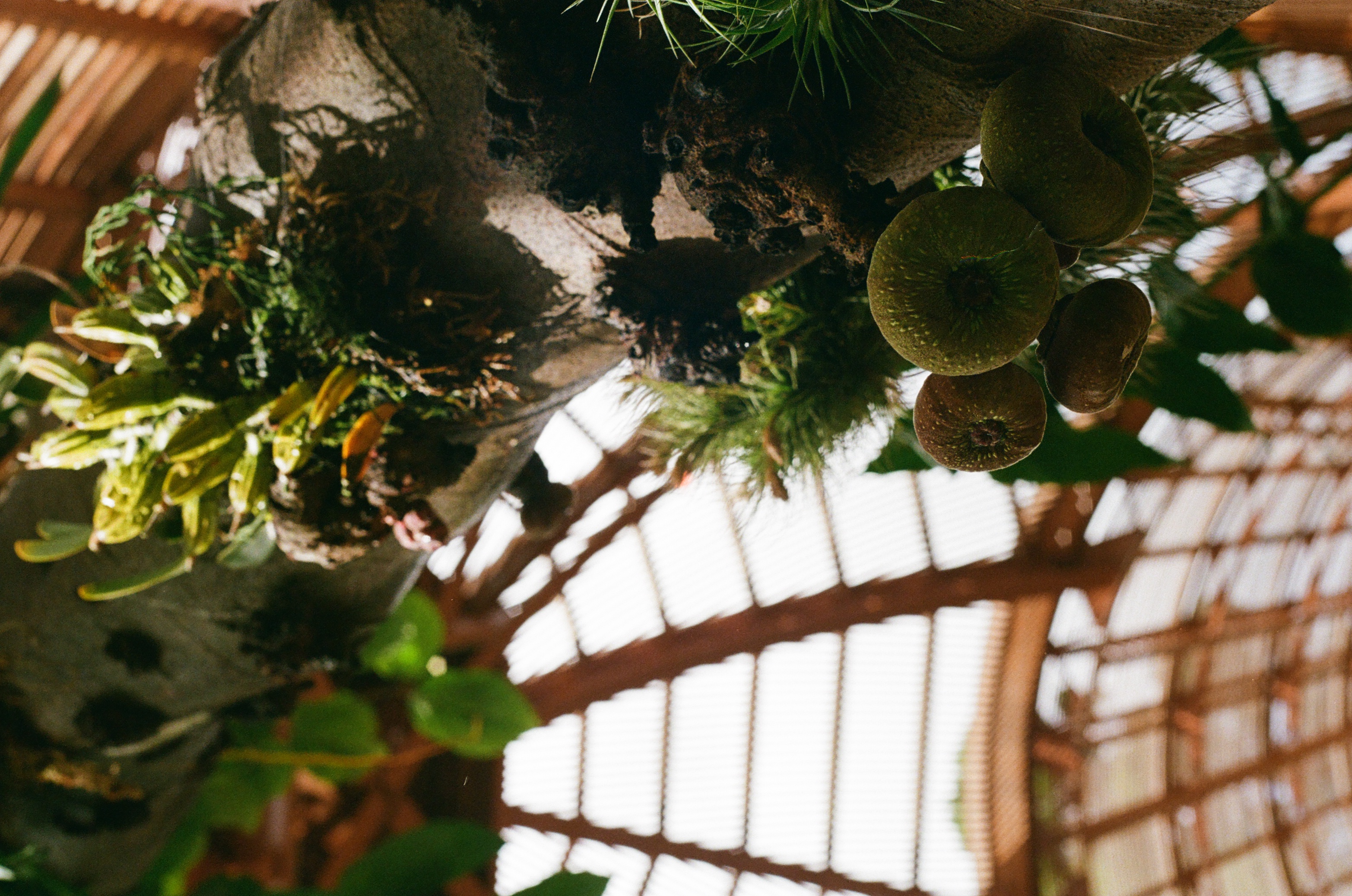 Closeup of figs growing on a tree inside the arboretum at balboa park
