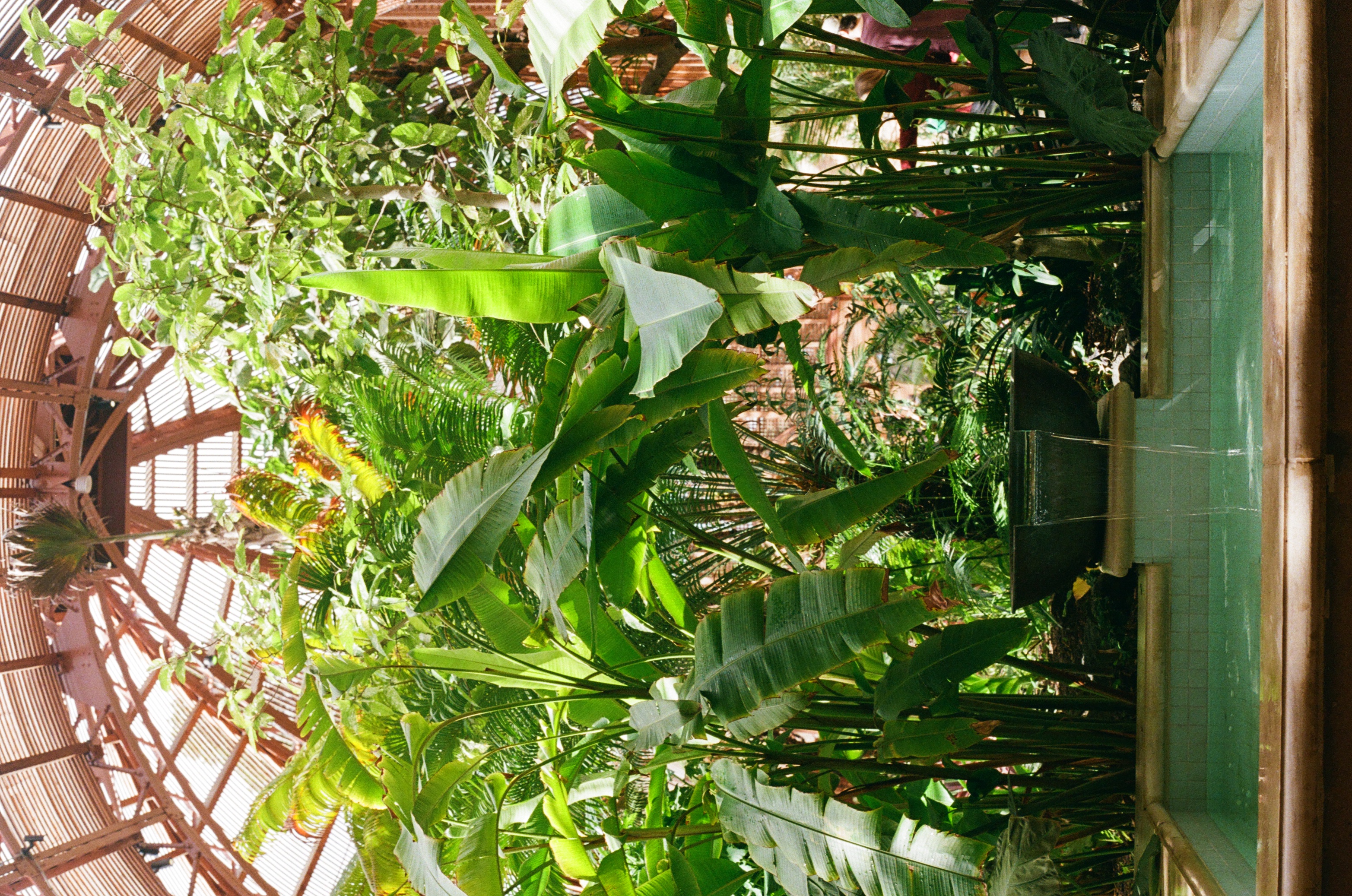 Inside the arboretum at balboa park, looking at a fountain