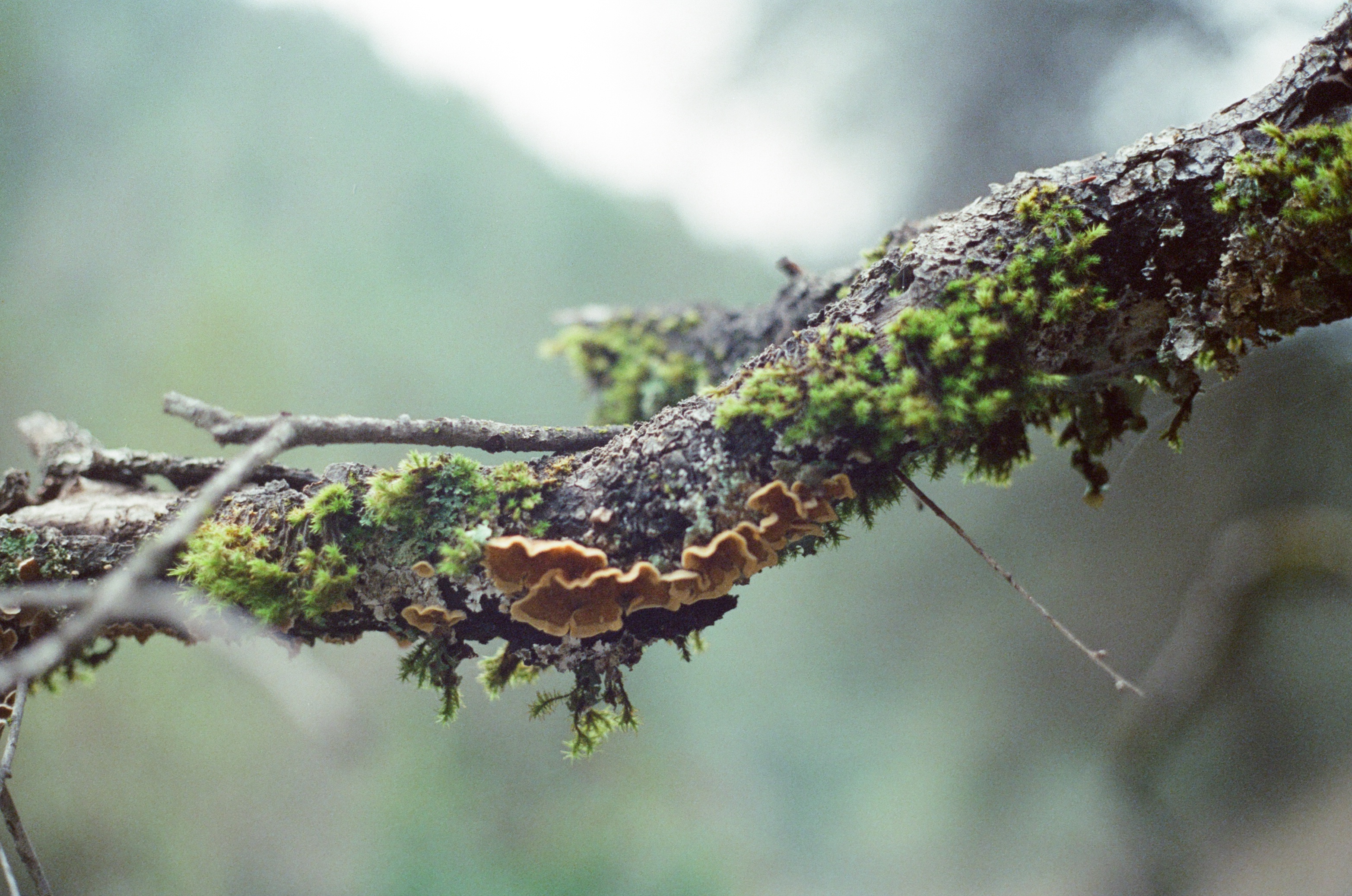 Closeup of lichen and moss on a branch