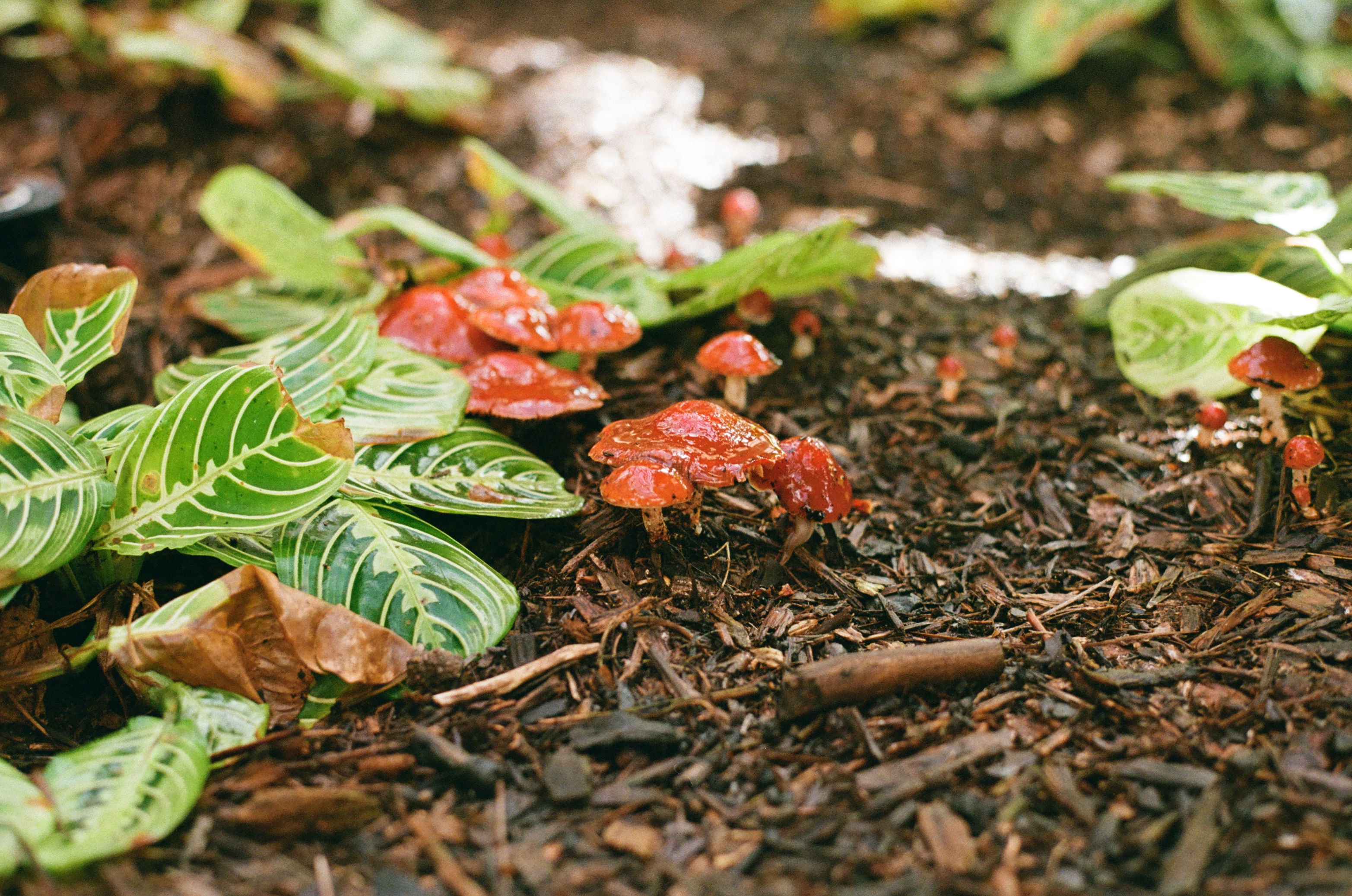 Red mushrooms in the arboretum at balboa park